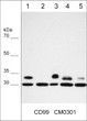 ICC staining CD99 in human MeWo cells using mouse monoclonal antibody STJA0041094