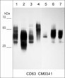 ICC staining CD63 in human MeWo melanoma cells using antibody with DyLight 594 STJA0041096
