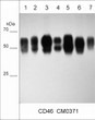 Western blot CD46 detection across multiple cancer cell lines using antibody STJA0041098