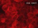 ICC staining CD46 in human NCI-H1915 lung carcinoma cells using antibody STJA0041098