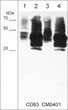 ICC staining CD63 in human MeWo melanoma cells using antibody with DyLight 594 STJA0041099