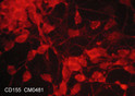 ICC staining CD155 in NCI-H446 lung carcinoma cells using antibody with DyLight 594 STJA0041100