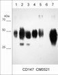 Western blot CD147 detection across multiple cancer cell lines using antibody STJA0041101