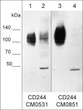 Western blot anti-CD244-2B4-SLAMF4 antibody detection in THP-1 monocyte lysates STJA0041105