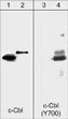Western blot analysis human Jurkat cells using anti-c-Cbl Tyr-700 antibody  STJA0041109