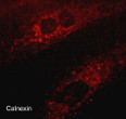 ICC staining Calnexin in rat A7r5 cells using antibody with DyLight 594 detection STJA0041125