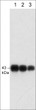 antibody WB analysis connexin-43 expression in adult mouse brain tissue STJA0041127