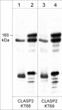 Western blot anti-CLASP2 antibody detection in mouse brain and rat PC12 cells STJA0041129