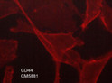 ICC staining CD44 in MDA-MB-231 cells using antibody with DyLight 594 detection STJA0041133