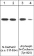 Western blot N-cadherin and unphosphorylated N-cadherin in human endothelial cells STJA0041142