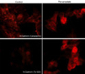 ICC staining phosphorylated N-Cadherin in pervanadate-treated mouse C2C12 cells STJA0041143