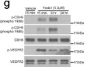 WB analysis CDH5 and VEGFR2 phosphorylation in human LECs using antibody STJA0041148