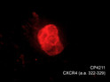 ICC staining CXCR4 in chick pluripotent cells using rabbit polyclonal antibody Red STJA0041166