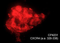 ICC staining CXCR4 in chick pluripotent cells using rabbit polyclonal antibody Red STJA0041167
