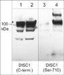 Western blot DISC1 phosphorylation at Ser-710 in PC12 cells using antibody STJA0041177