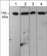 Western blot mDia2 expression in multiple cell lines using antibody STJA0041178