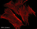 ICC staining ERK1 in rabbit spleen fibroblasts using antibody with Cy3 detection STJA0041191