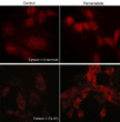 ICC staining phosphorylated Ephexin-1 in mouse C2C12 cells using antibody with Cy3 detection STJA0041207