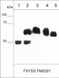 Western blot FXYD5 protein expression in human cell lysates using antibody STJA0041224