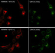 ICC staining GM130 in C2C12 cells using antibody with Cy2-Cy3 detection STJA0041236