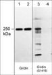 Western blot A431 cell lysates Girdin Ser-1416 phosphorylation using antibody STJA0041238