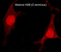 ICC staining Histone H2B in rat A7r5 cells using antibody with DyLight 594 detection STJA0041242