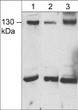 Western blot JMY protein expression using antibody in rathumanand mouse samples STJA0041260