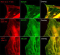 ICC staining phosphorylated MLC in A7r5 cells using anti-MLC Ser-1 antibody STJA0041270