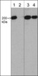 Western blot A431 cells Myosin IIA Heavy Chain phospho-specific antibody detection STJA0041272