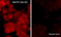 ICC staining MeCP2 phosphorylation in rat PC12 cells using antibody with blocking peptide control STJA0041281