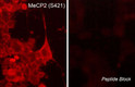 ICC staining MeCP2 phosphorylation in rat PC12 cells using antibody with blocking peptide control STJA0041282