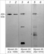 Western blot Myosin IIA Heavy Chain phospho-specific antibody detection in A431 cells STJA0041284