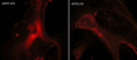 ICC staining eNOS in human umbilical vein endothelial cells using rabbit polyclonal antibody STJA0041297