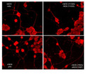ICC staining nNOS phosphorylation in NGF-differentiated rat PC12 cells using antibody STJA0041298