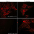ICC staining activated p38 MAPK in pervanadate-treated mouse C2C12 cells STJA0041310