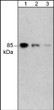 Western blot human A431 cells probed with anti-PI3 Kinase p85 antibody at various dilutions STJA0041319