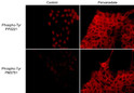 ICC labeling phosphotyrosine in A431 cells using mouse monoclonal antibody with Cy3 STJA0041321