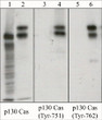 Western blot p130 Cas Tyr-762 antibody in human endothelial cells STJA0041334