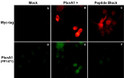 ICC double labeling Cos-7 cells with anti-Plexin-A1 rabbit polyclonal antibody STJA0041335