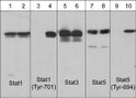 WB analysis Stat1Stat3and Stat5 detection in A431 cells with and without EGF treatment STJA0041377