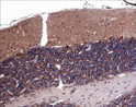 IHC staining rat cerebellum tissue using anti-Sema3A antibody with DAB detection STJA0041391