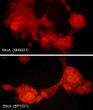 ICC staining ShcA in A431 cells using antibody with Cy3-conjugated secondary detection STJA0041393