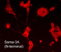 ICC staining Sema-3A in NGF-differentiated PC12 cells using antibody with DyLight 594 STJA0041395