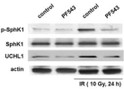 Western blot p-SphK1 detection using antibody in human pulmonary artery ECs STJA0041399