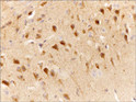 IHC staining mouse cerebral cortex using anti-Slingshot-1L antibody with DAB detection STJA0041400