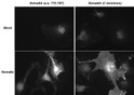 ICC labeling Sema-6A in COS7 cells using antibody with fluorescent secondary detection STJA0041410