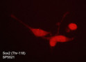 ICC staining phosphorylated Sox2 in NCI-H446 cells using antibody with DyLight 594 STJA0041412