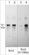 Western blot anti-Sox2 Lys-119 methyl-specific antibody detection in recombinant protein STJA0041413