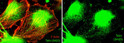 ICC staining Talin phosphorylation Ser-425 using antibody in chick fibroblasts STJA0041428