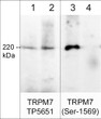 Western blot rat PC12 cells TRPM7 phosphorylation using antibody STJA0041433